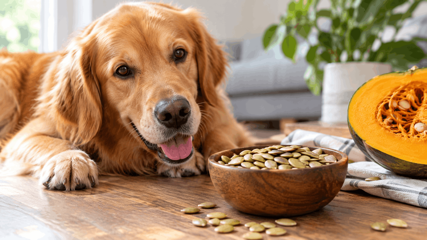 can dogs eat pumpkin seeds